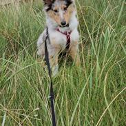 Collie langhåret Sylvie