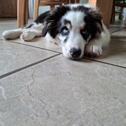Australian shepherd Milo
