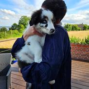 Australian shepherd Milo