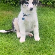 Australian shepherd Milo
