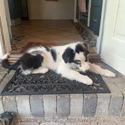 Australian shepherd Milo