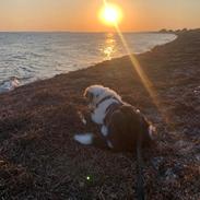 Australian shepherd Milo