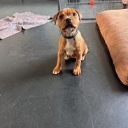 Staffordshire bull terrier Muffin