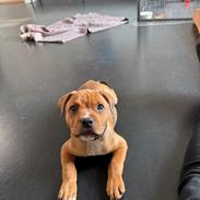 Staffordshire bull terrier Muffin