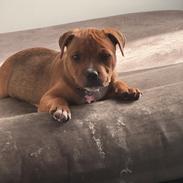 Staffordshire bull terrier Muffin
