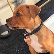 Staffordshire bull terrier Muffin
