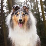 Collie langhåret Sedonia