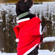 Labrador retriever Cody