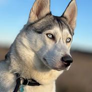 Siberian husky Balkan