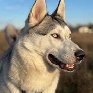 Siberian husky Balkan