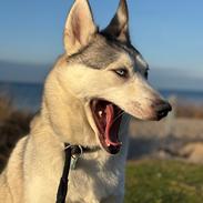 Siberian husky Balkan