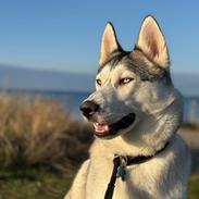Siberian husky Balkan