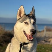 Siberian husky Balkan