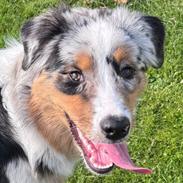 Australian shepherd Maicy