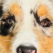 Australian shepherd Maicy