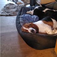 Basset hound Bellatrix