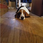 Basset hound Bellatrix