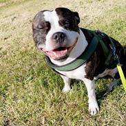 Staffordshire bull terrier Kovo