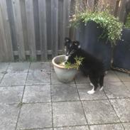 Shetland sheepdog Soffi
