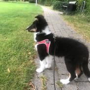 Shetland sheepdog Soffi