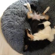 Shetland sheepdog Soffi