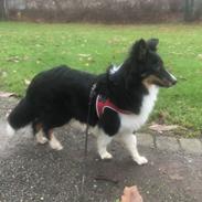 Shetland sheepdog Soffi