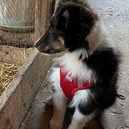 Shetland sheepdog Soffi