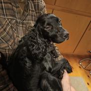Cocker spaniel Bailey