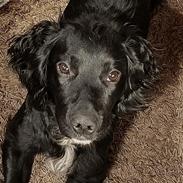Cocker spaniel Bailey