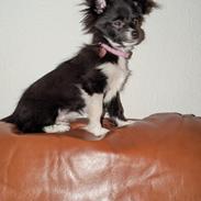 Blanding af racer Laika