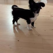 Blanding af racer Laika