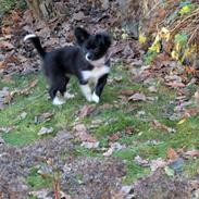 Blanding af racer Laika