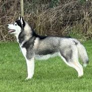 Siberian husky Le Dam Latea Turbo Volvo lover “Marco”