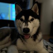 Siberian husky Le Dam Latea Turbo Volvo lover “Marco”