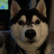 Siberian husky Le Dam Latea Turbo Volvo lover “Marco”