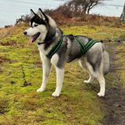 Siberian husky Le Dam Latea Turbo Volvo lover “Marco”