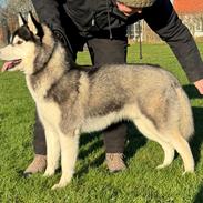 Siberian husky Le Dam Latea Turbo Volvo lover “Marco”