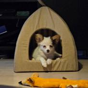Papillon Mille