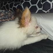 Papillon Mille