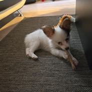 Papillon Mille