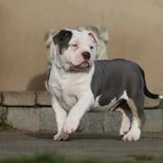 American Bully Ludvig