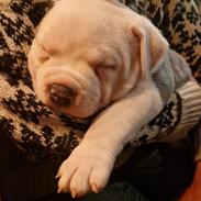 American Bully Ludvig