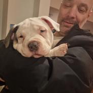American Bully Ludvig