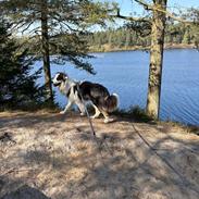 Australian shepherd Milo