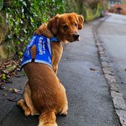 Golden retriever Spirit of Lucca con colore