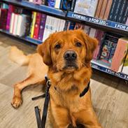 Golden retriever Spirit of Lucca con colore