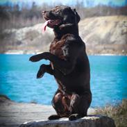 Labrador retriever Cody
