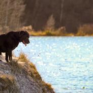 Labrador retriever Cody