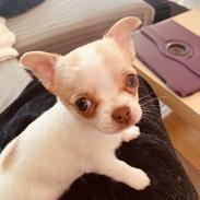 Chihuahua Zimba