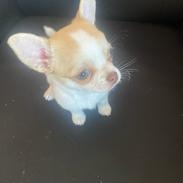 Chihuahua Zimba